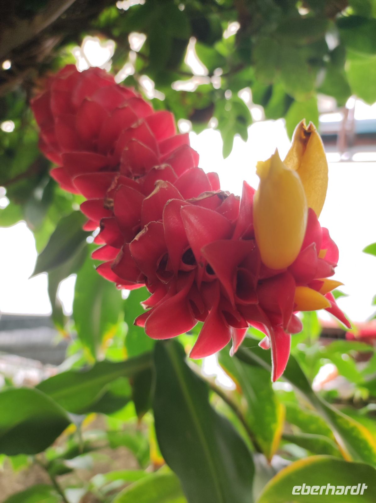 Exotische Pflanze im Orchideen Garten auf Madeira