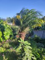 Fischauswahl im Restaurant 