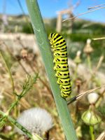 Tag 2 - Weggefährten