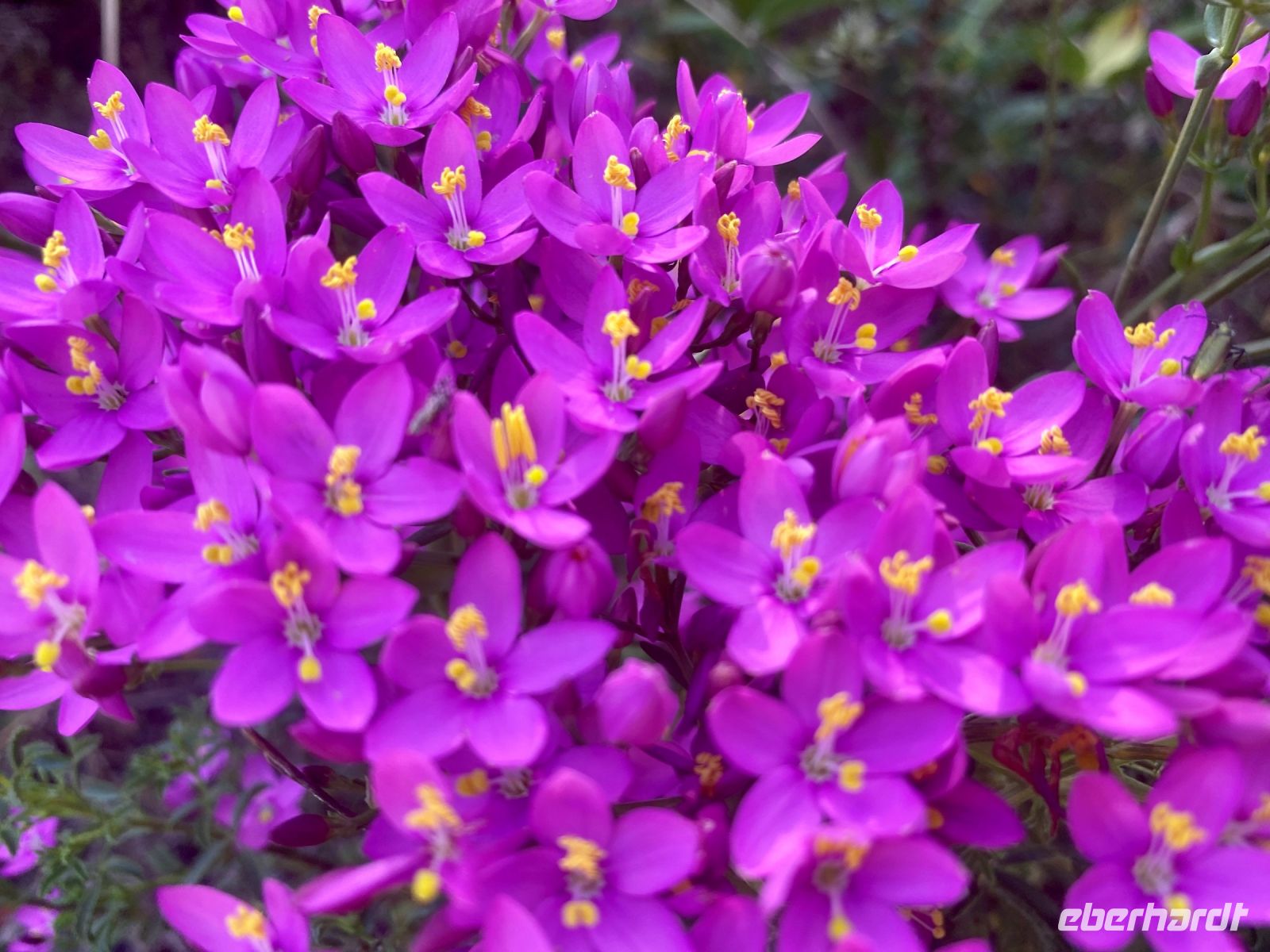 Tag 2 - Tausendgüldenkraut