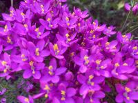 Tag 2 - Tausendgüldenkraut