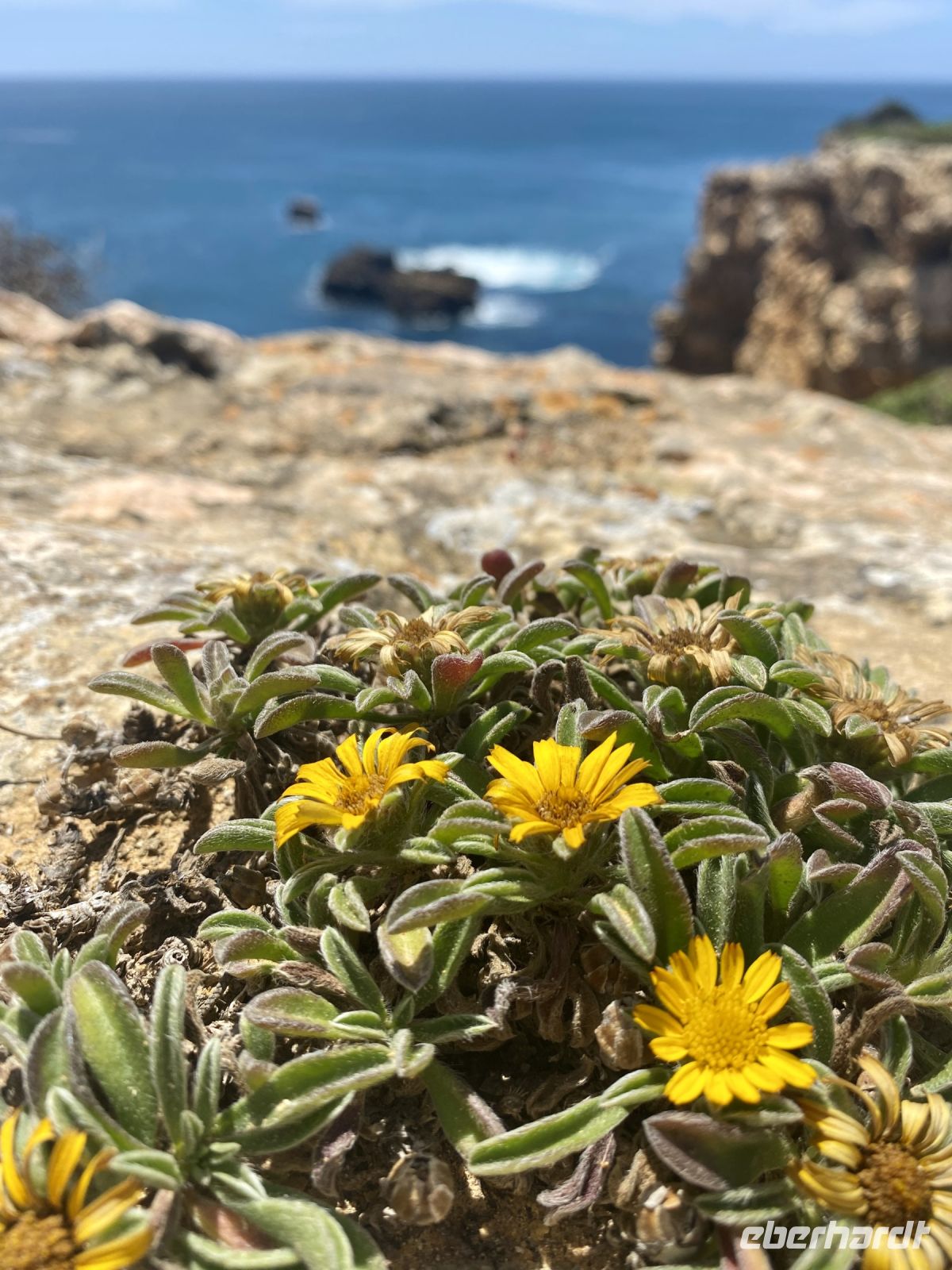 Tag 2 - Küstenstrandstern