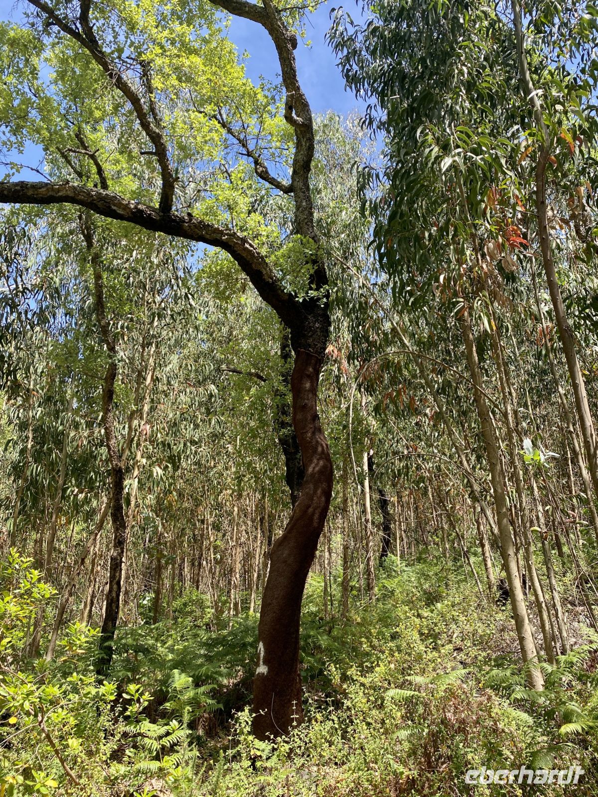 Tag 6 - Korkeichen und Eukalyptus