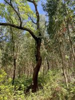 Tag 6 - Korkeichen und Eukalyptus