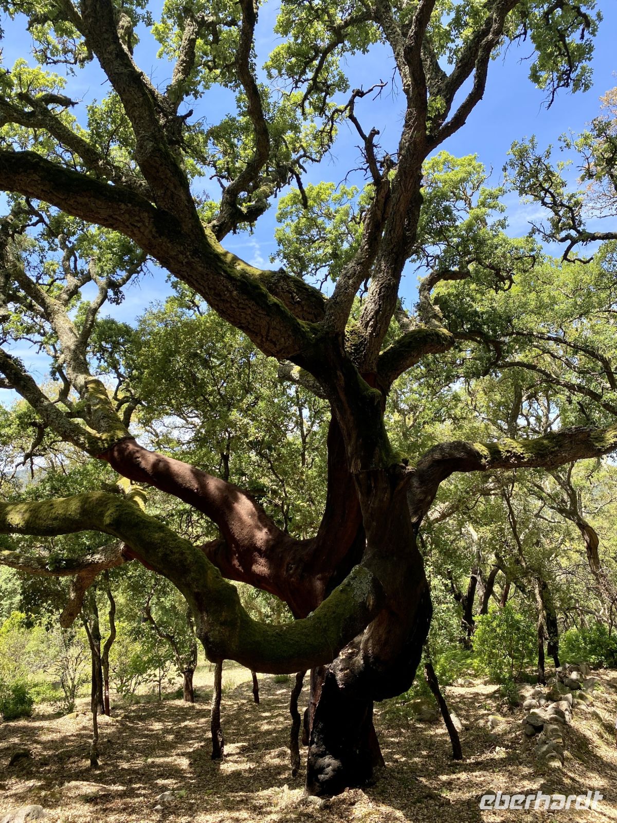 Tag 6 - Gigantische Korkeiche