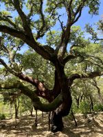 Tag 6 - Gigantische Korkeiche