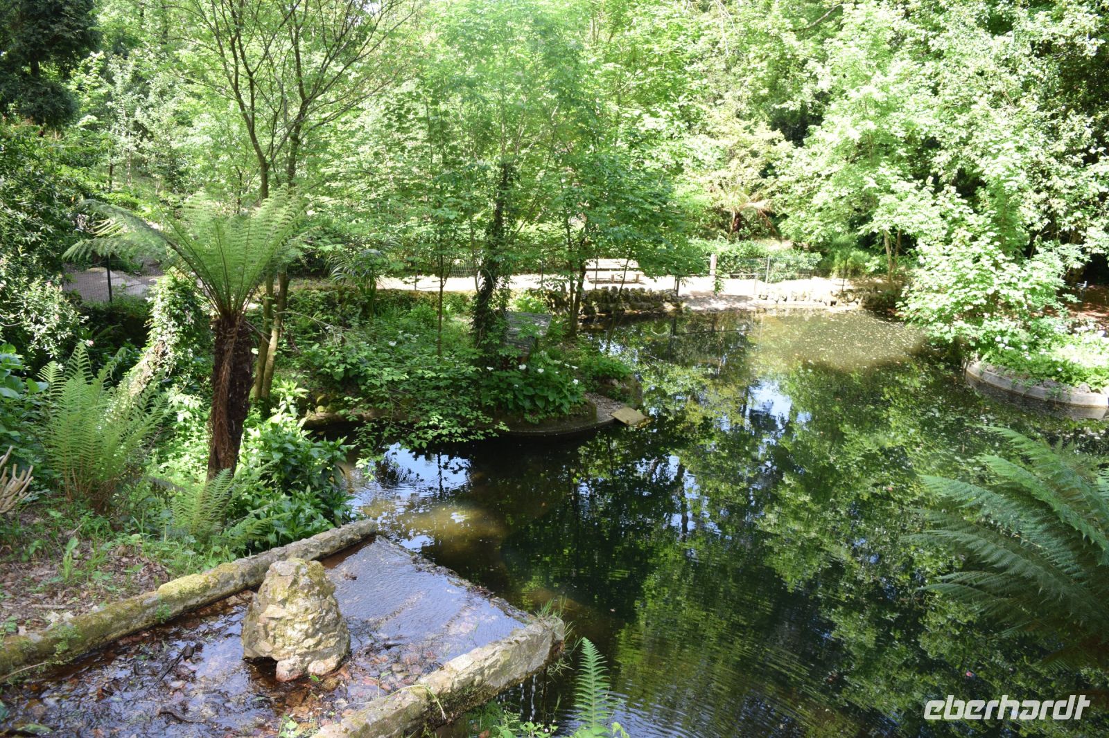 Baumfarne im Park von Bussaco