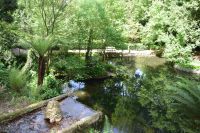 Baumfarne im Park von Bussaco