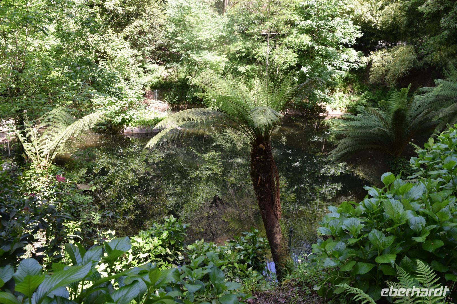 Baumfarne im Park von Bussaco
