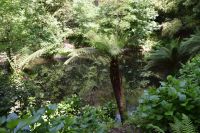 Baumfarne im Park von Bussaco