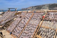 Fische werden zum Trocknen ausgebreitet