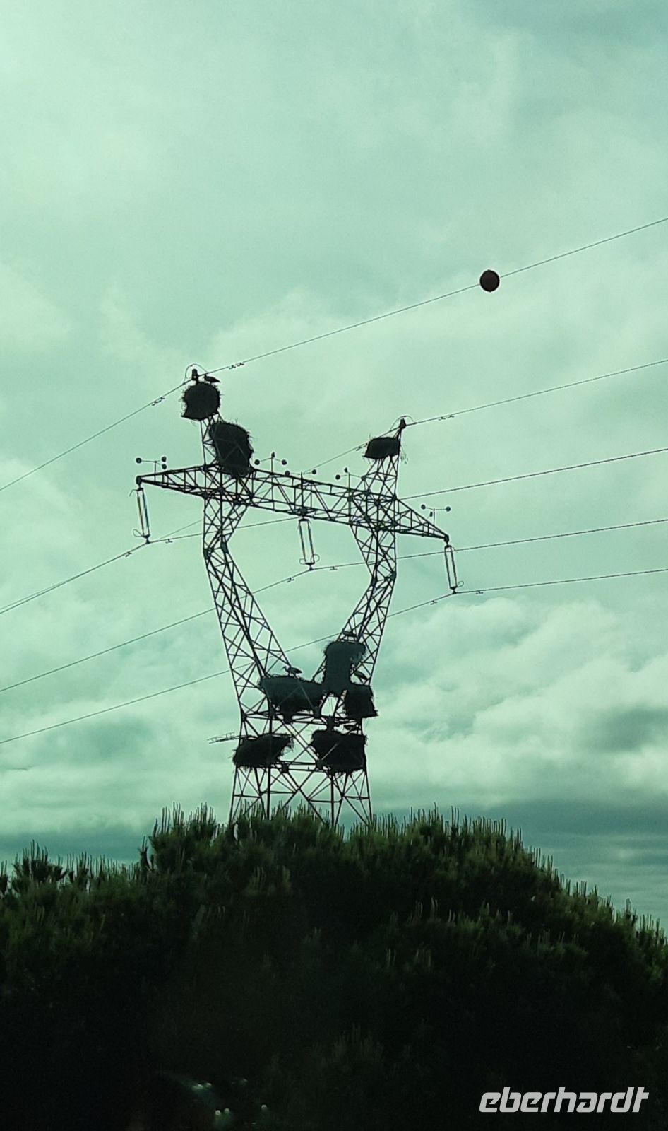 Auf der Fahrt immer wieder viele Storchennester in Hochspannungsmasten