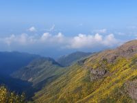 Madeira und Gingster