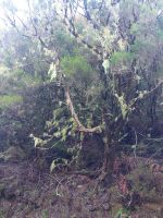 Erika wächst hier 3-4m hoch und ist teilweise, durch die hohe Luftfeuchtigkeit, unansehnlich