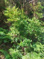 Heidelbeeren pflücken geht auf Madeira ohne Bücken (wachsen 2-3m hoch)