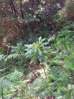 Löwenzahl, ca. 1m hoch