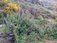 Pflanzenwelt am Ende des Tunnels