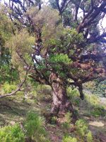 200 Jahre alter Stinklorbeerbaum