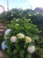 Überall auf Madeira - Hortensien