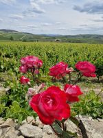 0306 Quinta de Abessada.jpg