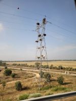 0803 Unzählige Storchennester auf Strommasten.jpg