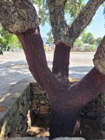 0806 Geschälte Korkeiche.jpg