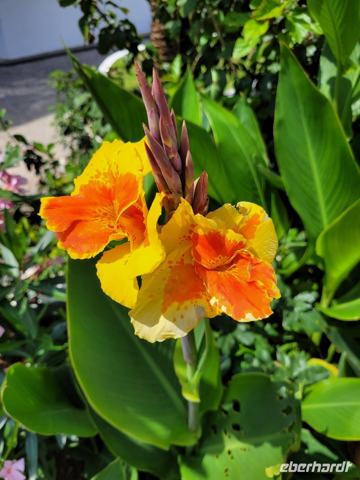 1002 Auf dem Weg nach Armacao de Pera.jpg