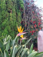 Strelizien - das Symbol Madeiras