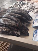 Schwarzer Degenfisch