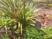Botanischer Garten: Annanas