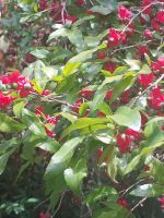 Botanischer Garten: Mickey-Mouse-Pflanze