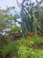 Botanischer Garten: Kakteengarten