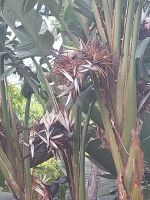 Botanischer Garten: Strelizia Nicolai