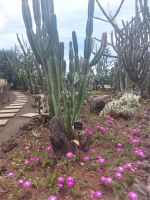 Botanischer Garten: Kakteengarten