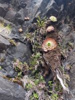 Interessanter Felsbewuchs (Aeonium aureum, Dickblattgewächse)