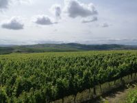 Zentrum der Portweinregion, Weingut Avessada