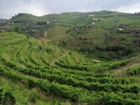 Weiterfahrt durch Weinanbaugebiete