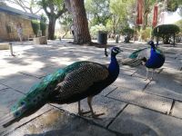 Pfau im Innenhof der Burg São Jorge, Lissabon