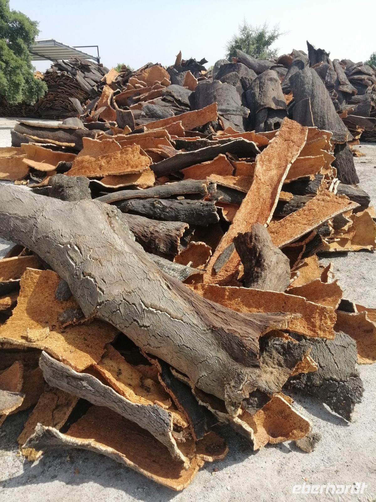 Besichtigung einer Korkeichenfabrik Corticarte Arte em Cortica