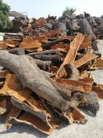 Besichtigung einer Korkeichenfabrik Corticarte Arte em Cortica