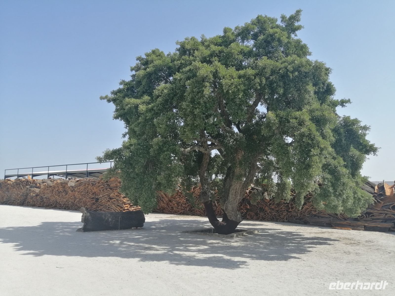 Eine Korkeiche im Hof der Fabrik