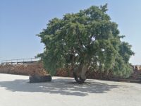 Eine Korkeiche im Hof der Fabrik