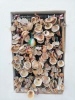 Muscheln als Fenster-Dekoration, Kapelle Nossa Senhora da Rocha