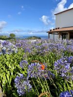 Schmucklilien überall!