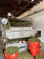 Teeproduktion hautnah erleben