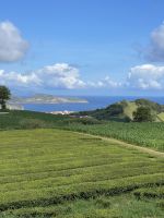Malerische Ausblicke über die Teeplantage