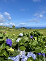 Hortensien in Hülle und Fülle