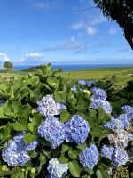 Hortensien in Hülle und Fülle