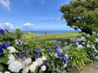Blütenpracht auf den Azoren - Klischee erfüllt