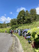 Hortensien als typische Straßenbegrenzung
